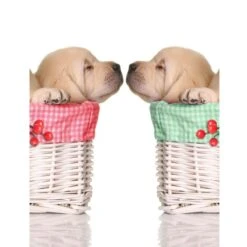 Cadre En Toile Imprimée Chiots 30 X 40 Cm