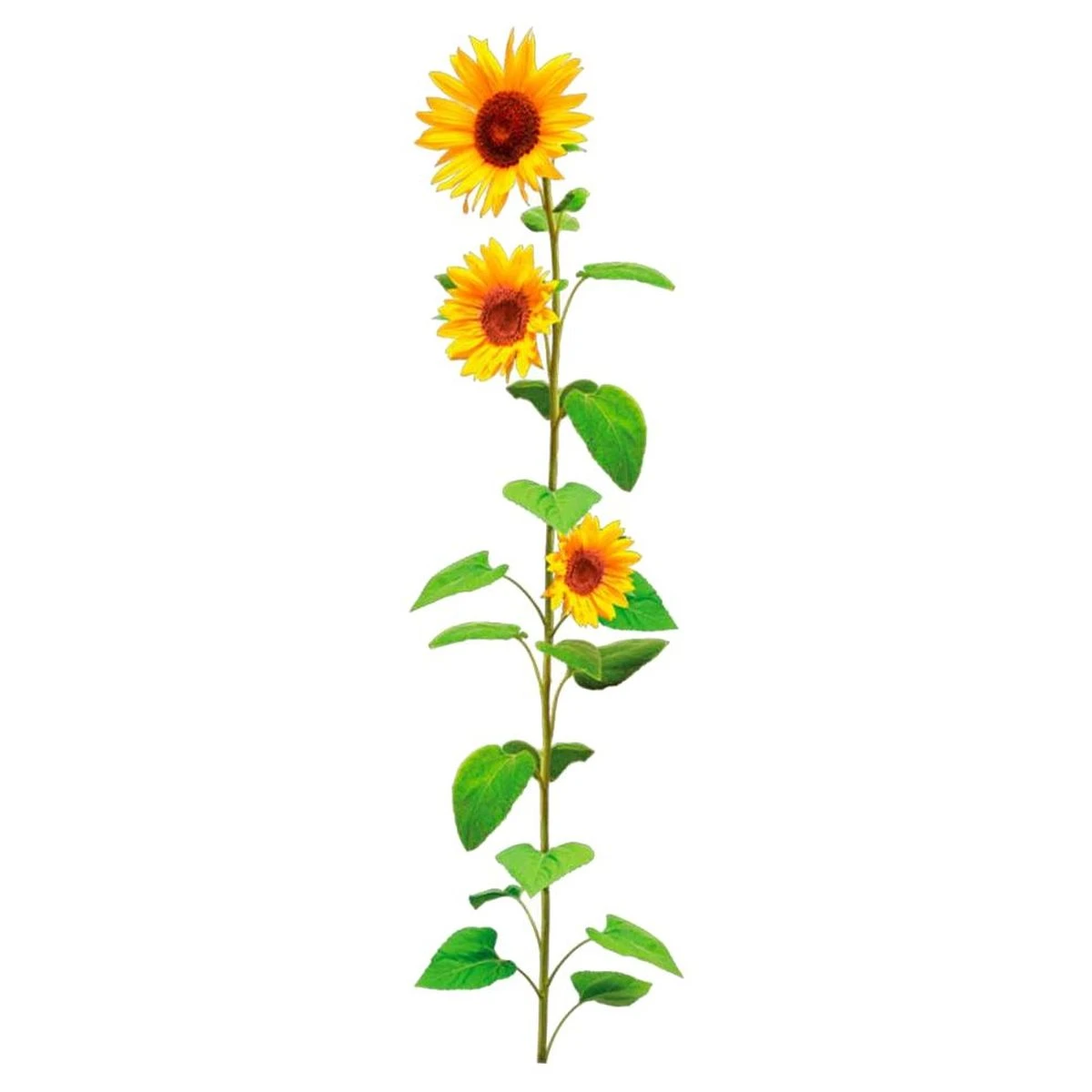 Sticker Tournesol 66.3 X 17 Cm – Image 2