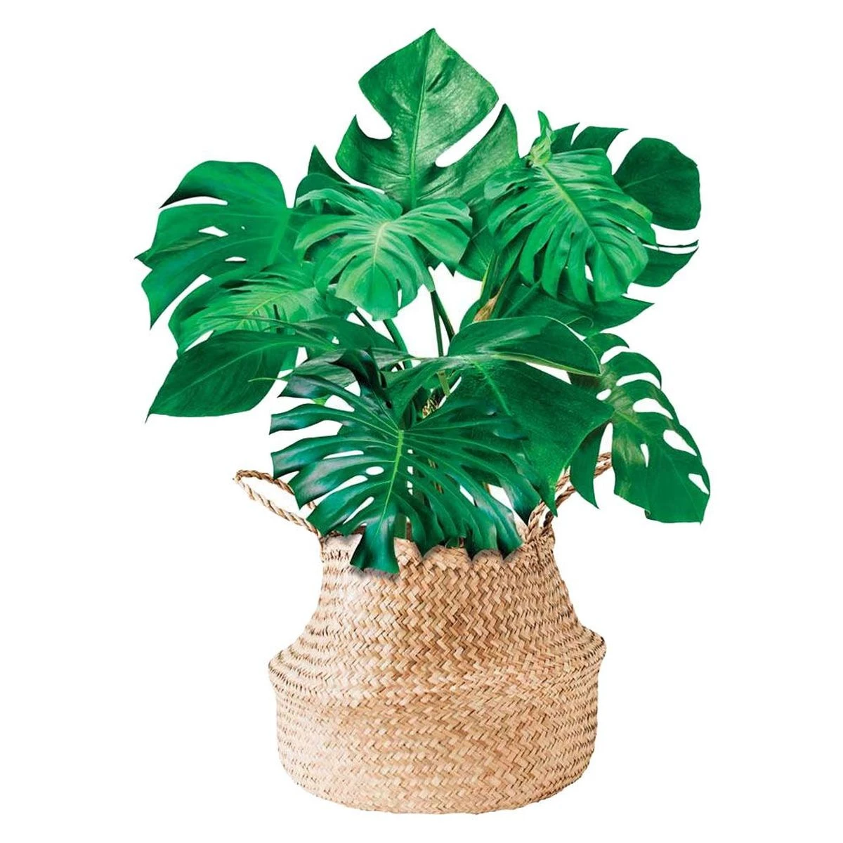 Sticker Mural - Plante En Pot – Image 2