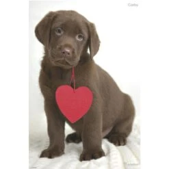 Poster Chiot Corby Par Rachael Hale 61 X 91.5 Cm